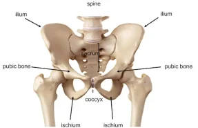 جراحی تعویض مفصل لگن