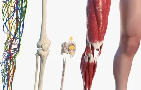 Mechanisms of Meniscal Injury Across Different Age Groups