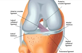 ویژگی‌های منیسک داخلی زانو