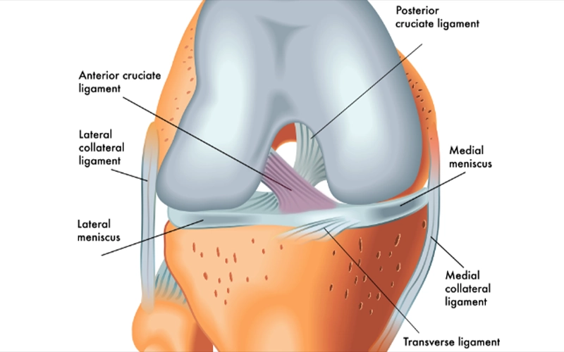 ویژگی‌های منیسک داخلی زانو